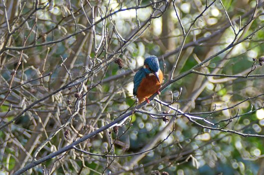 240120 kingfisher