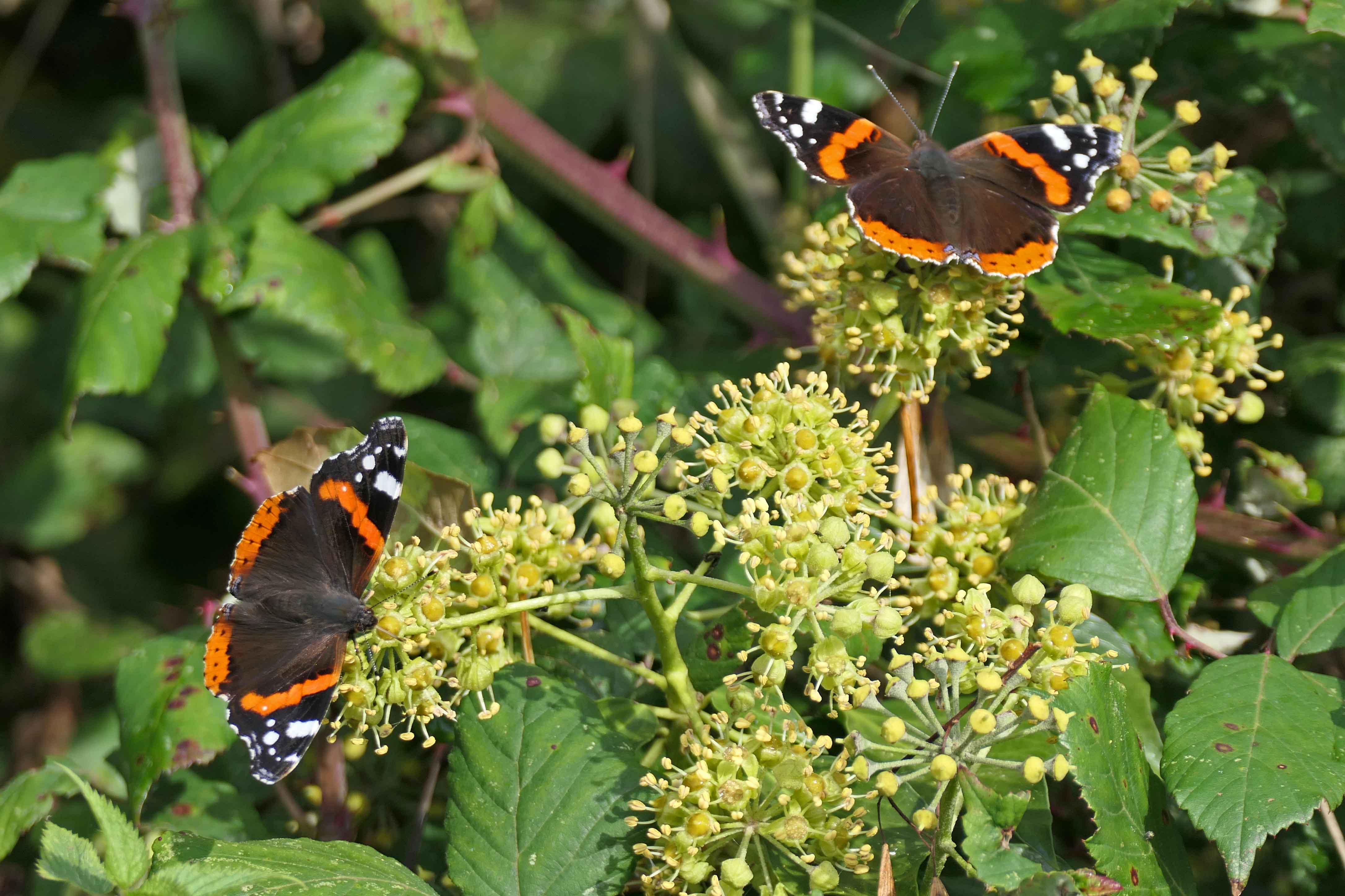 240123 red admiral 231023