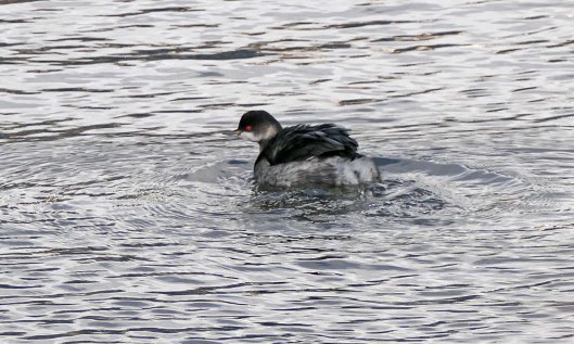 240124 black-necked grebe (3)
