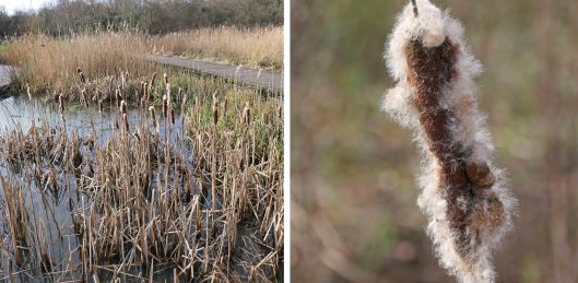240124 bulrushes