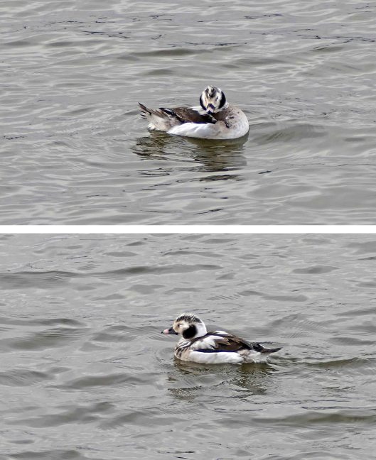 240127 long-tailed duck (1)