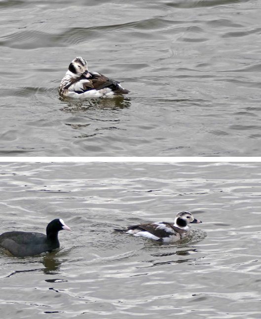 240127 long-tailed duck (2)