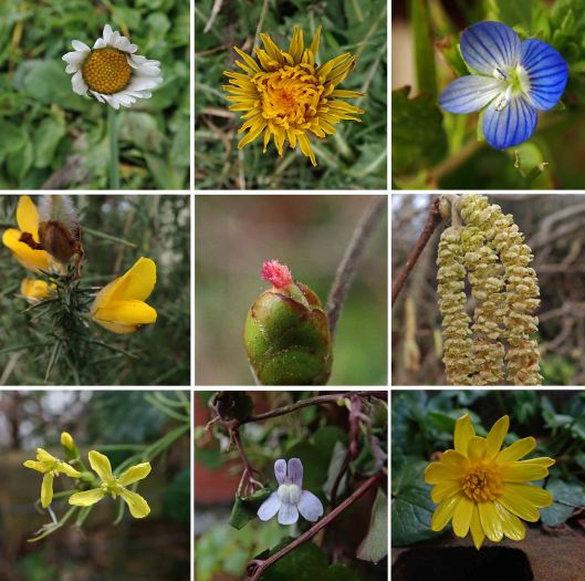 240128 wildflowers (1)