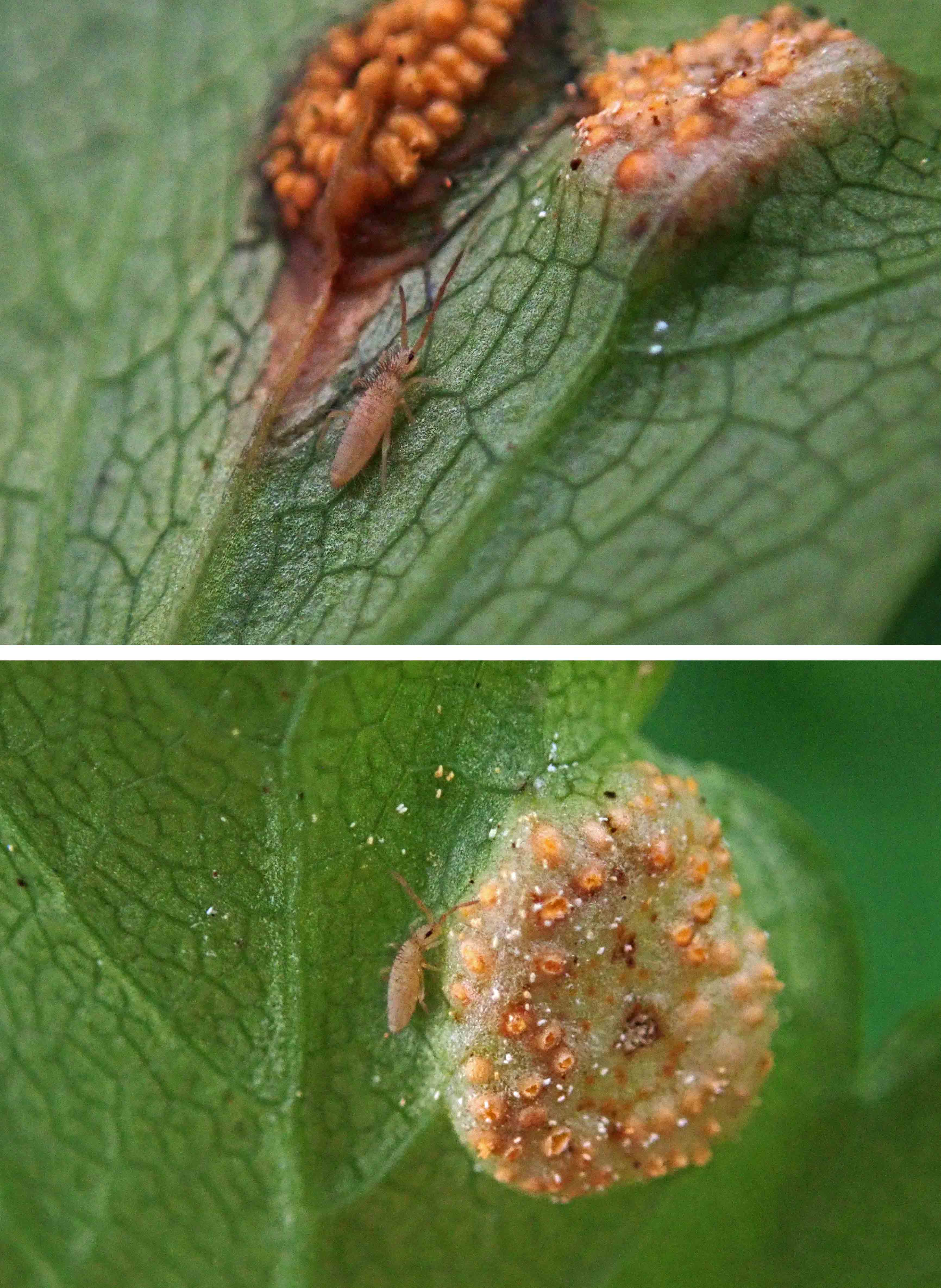 240202 springtail eating alexanders rust