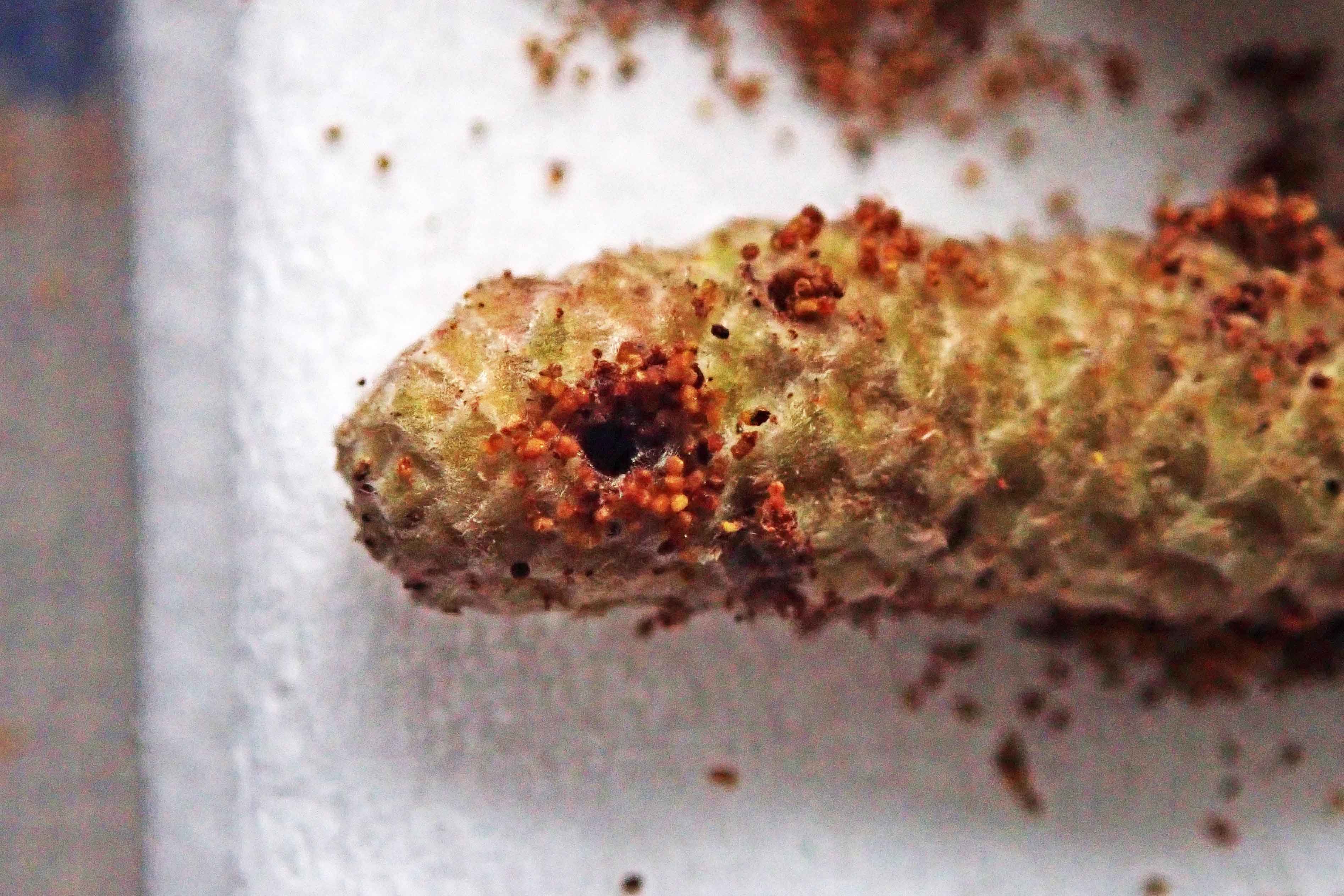 240213 Epinotia tenerana (1)