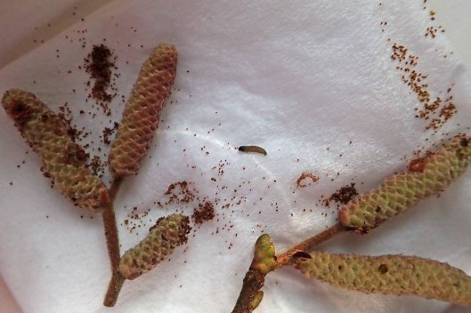 240213 Epinotia tenerana (2)