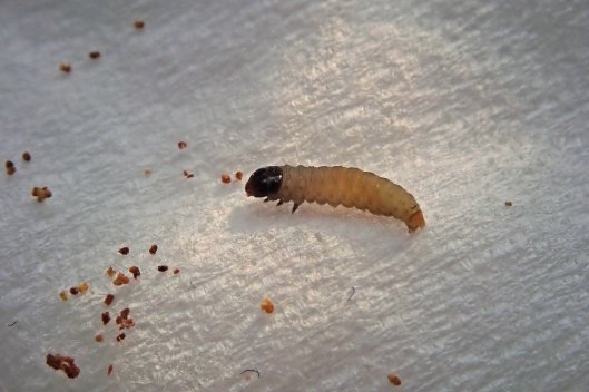 240213 Epinotia tenerana (3)