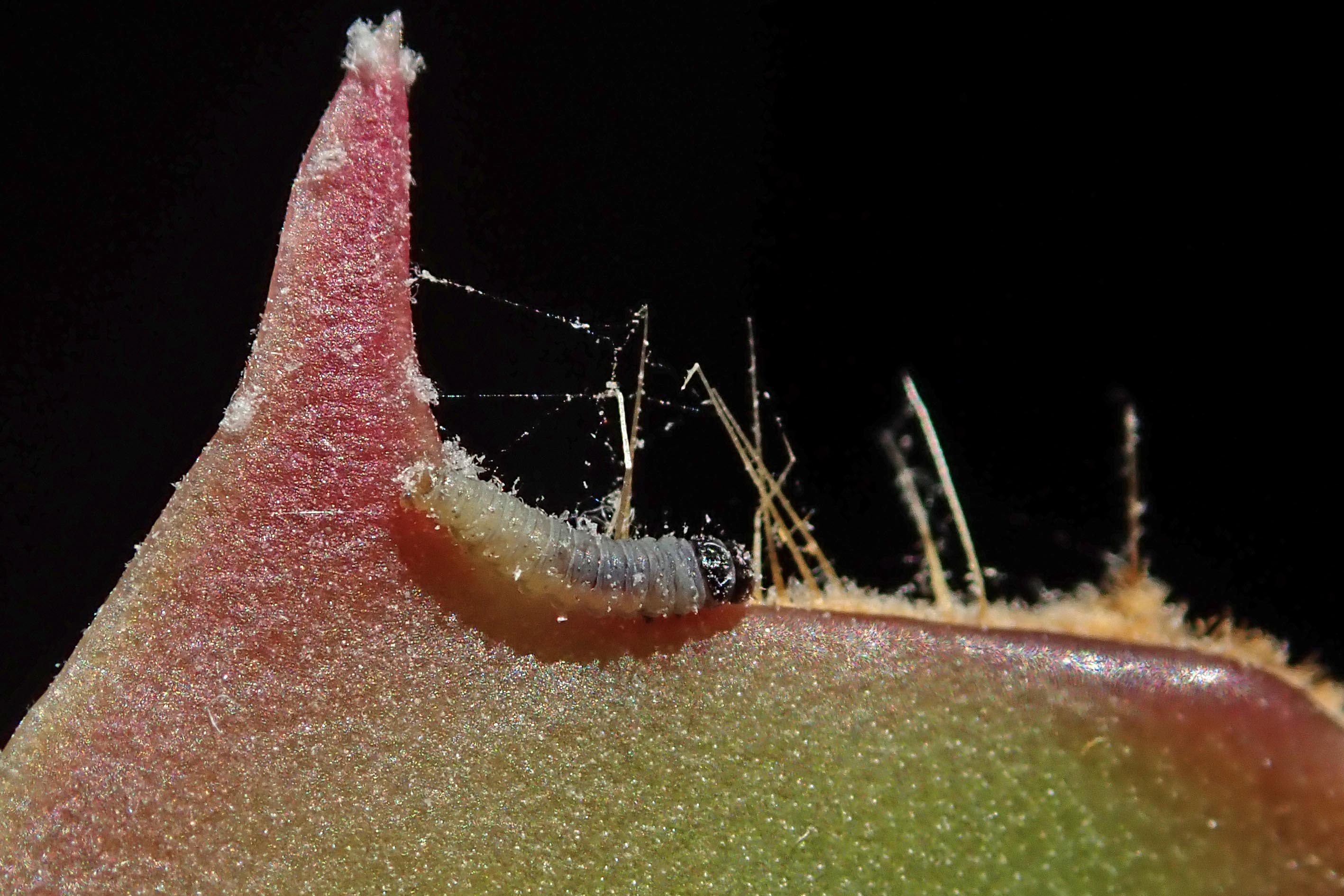 240213 Epinotia tenerana (4)