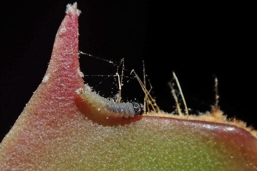 240213 Epinotia tenerana (4)