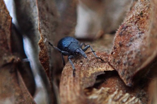 240216 weevil
