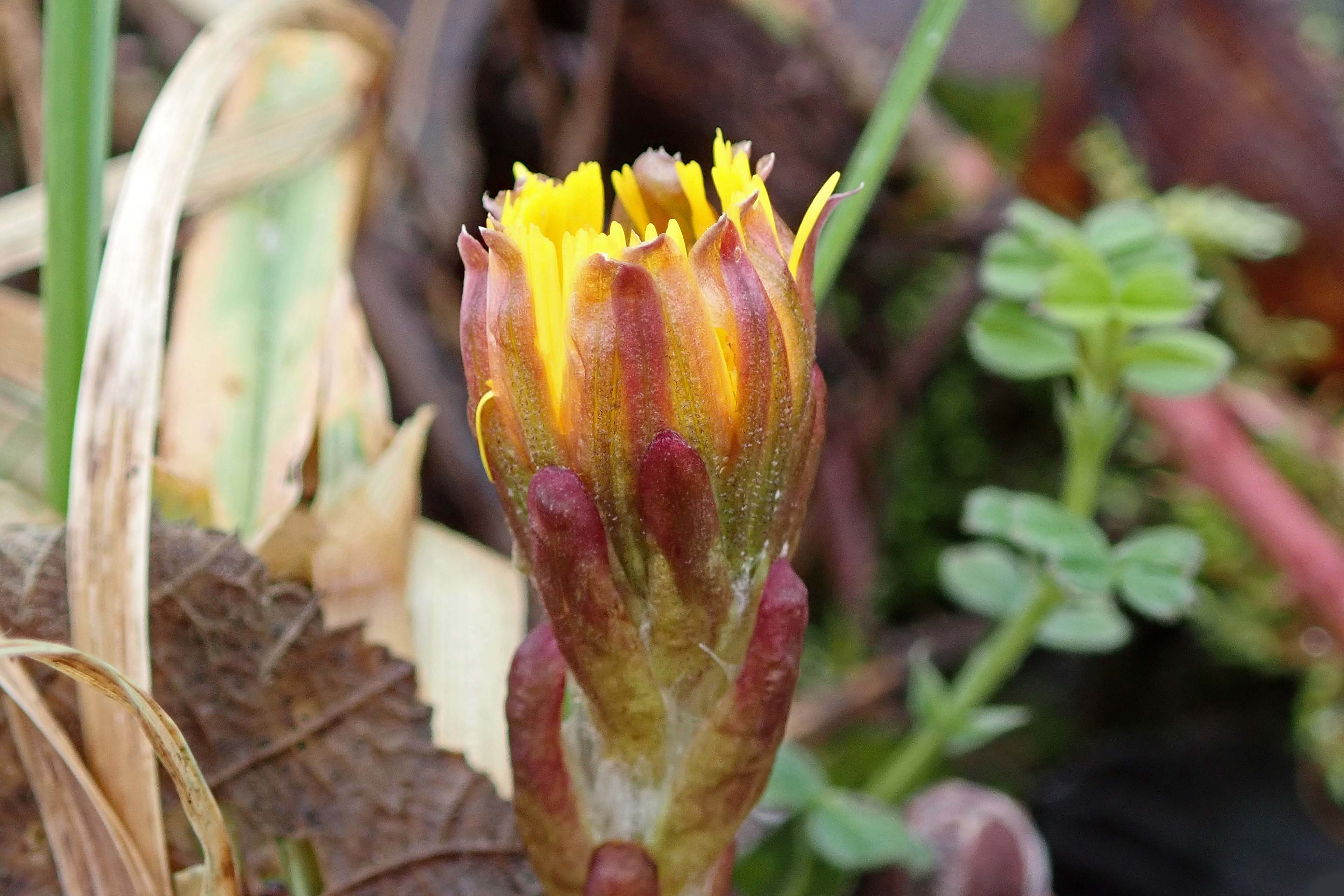 240218 coltsfoot (2)