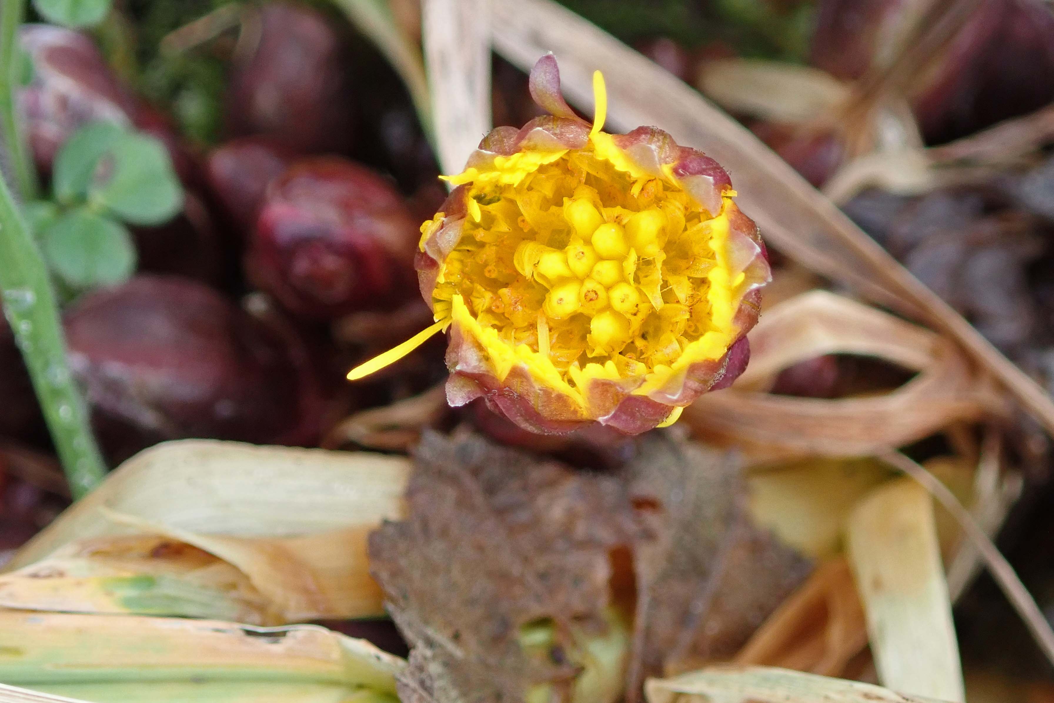 240218 coltsfoot (3)