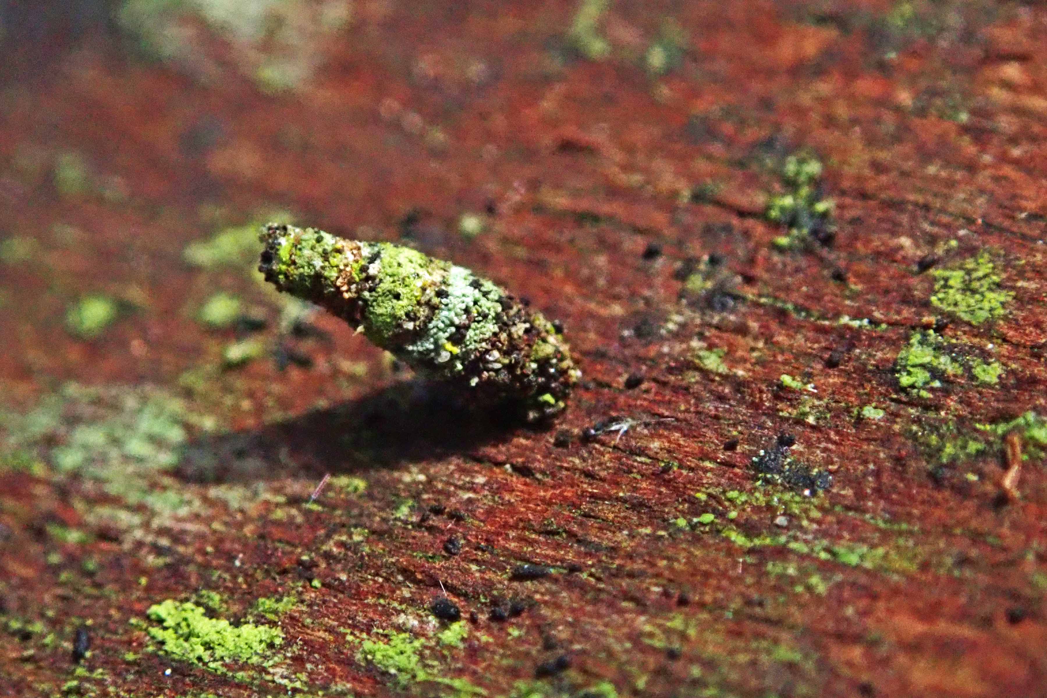 240219 Luffia lapidella