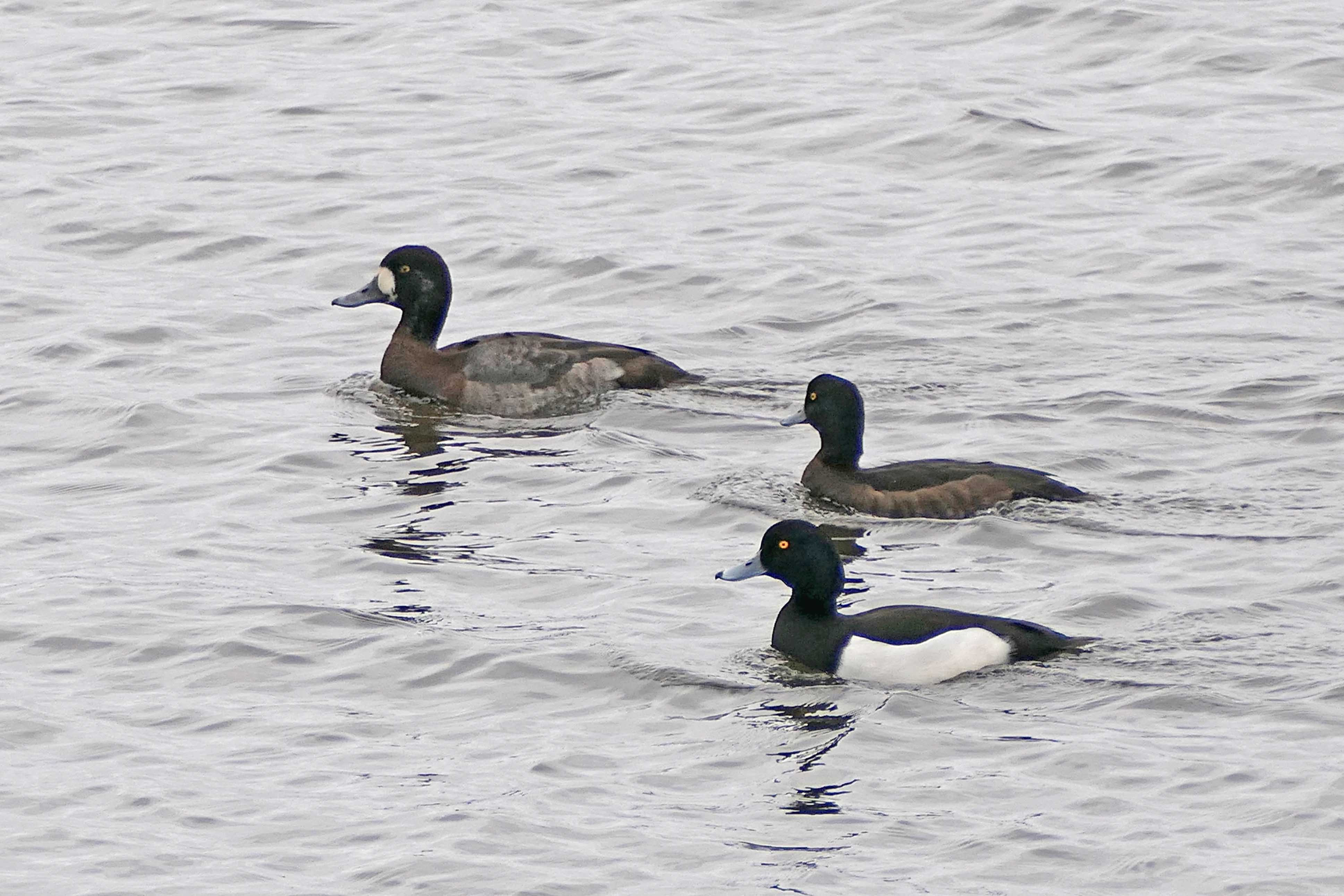 240221 scaup (2)