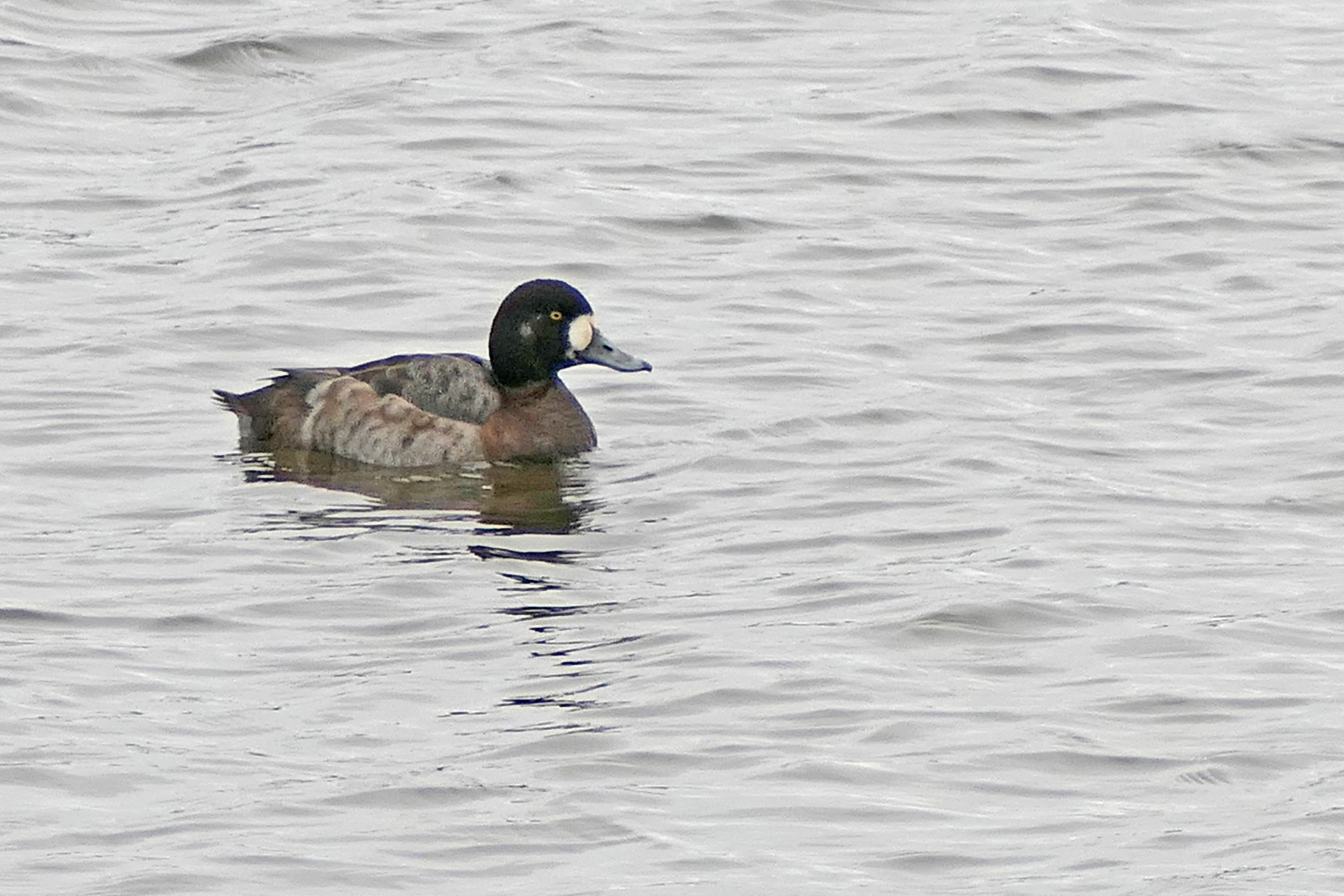 240221 scaup (3)