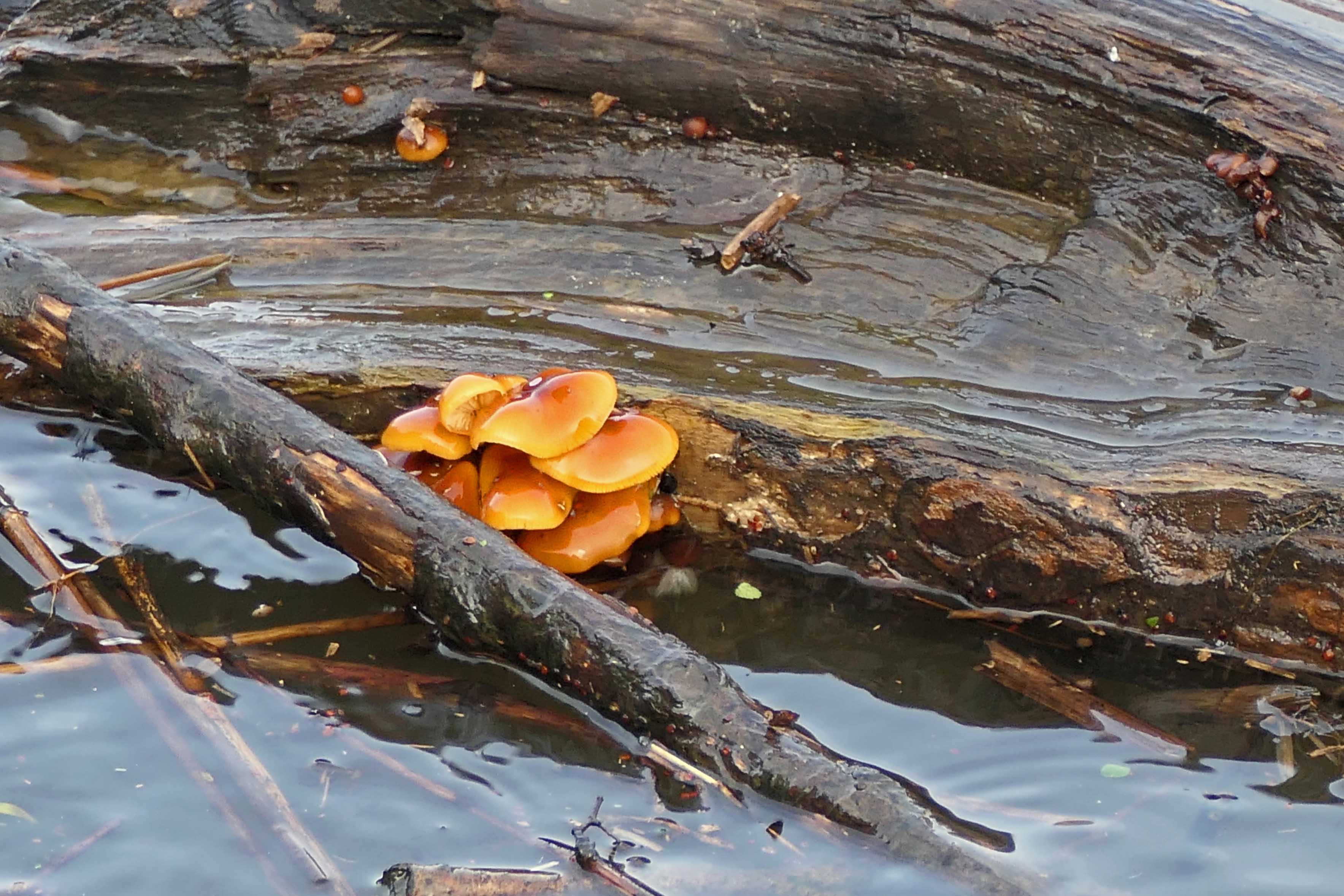 240223 velvet shanks (3)