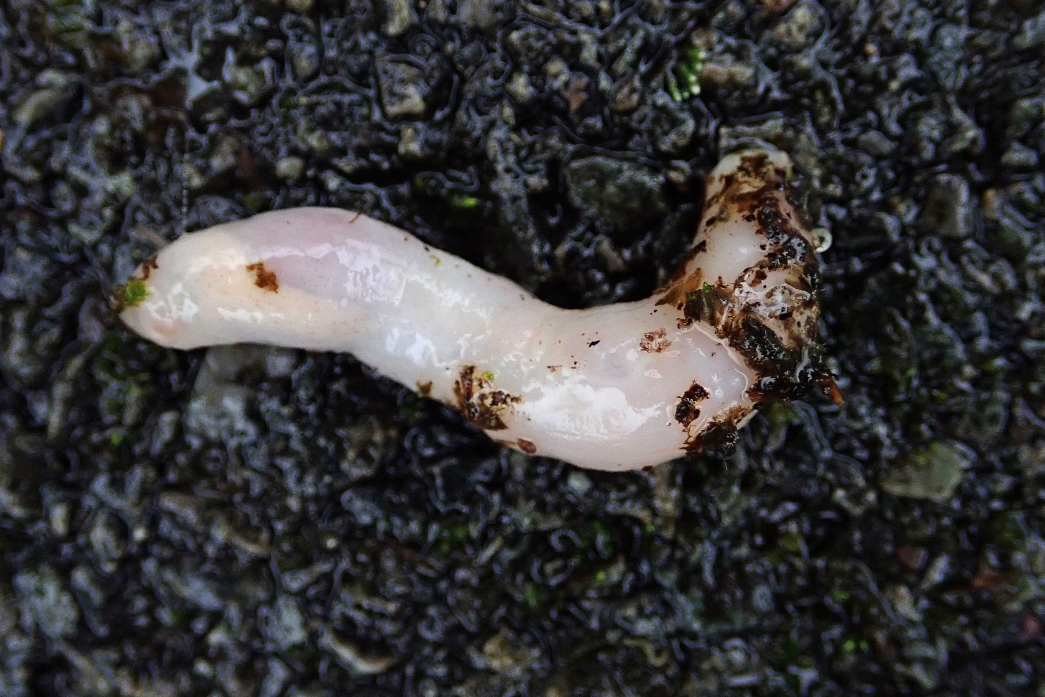 240228 ghost slug (2)