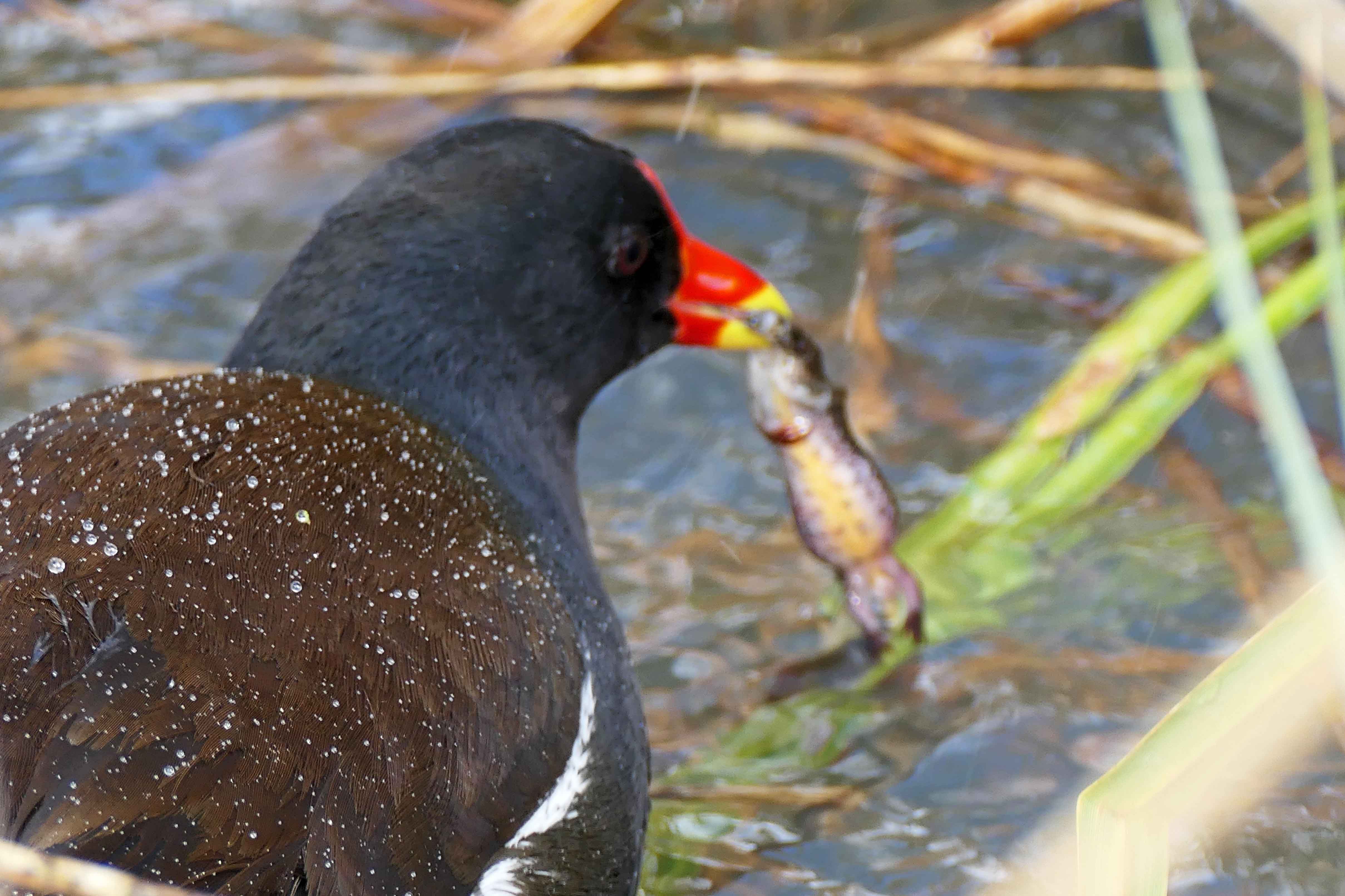 240229 palmate newt (1)