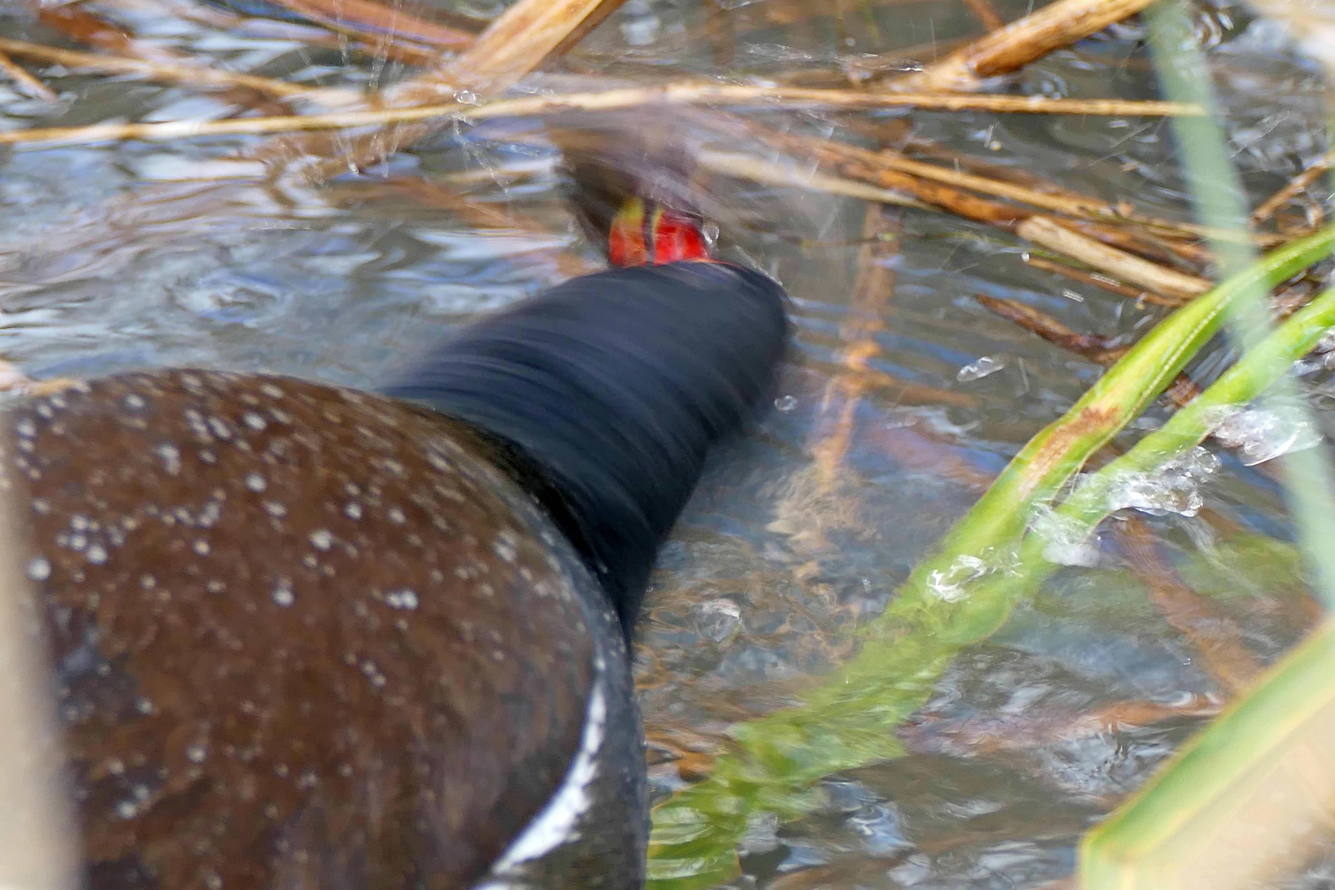 240229 palmate newt (2)