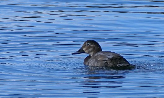 240302 pochard female
