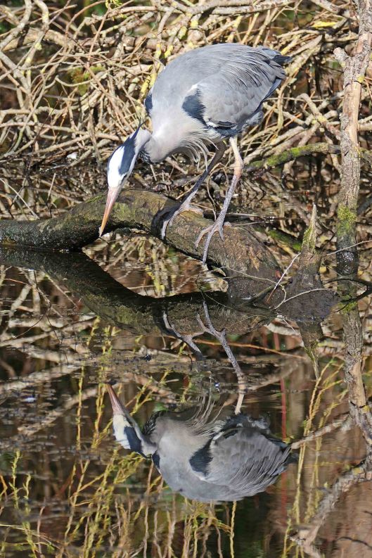 240306 grey heron