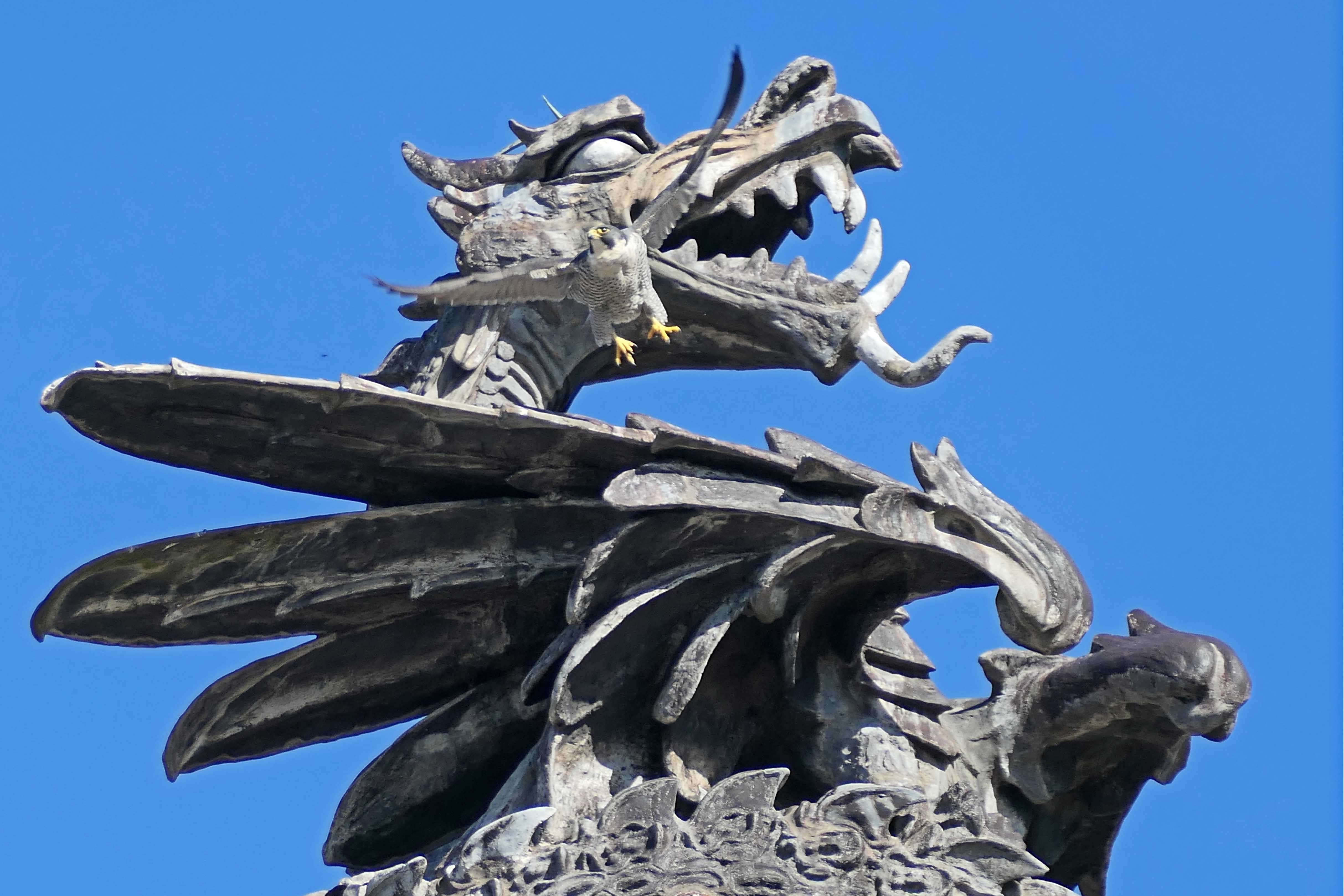 240307 peregrine city hall (3)