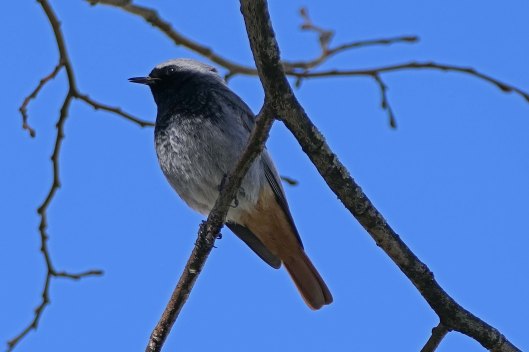 240308 black redstart (2)