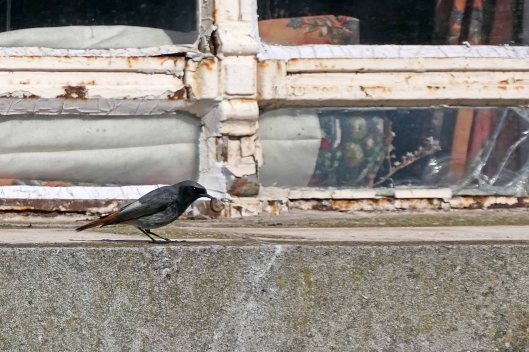 240308 black redstart (3)