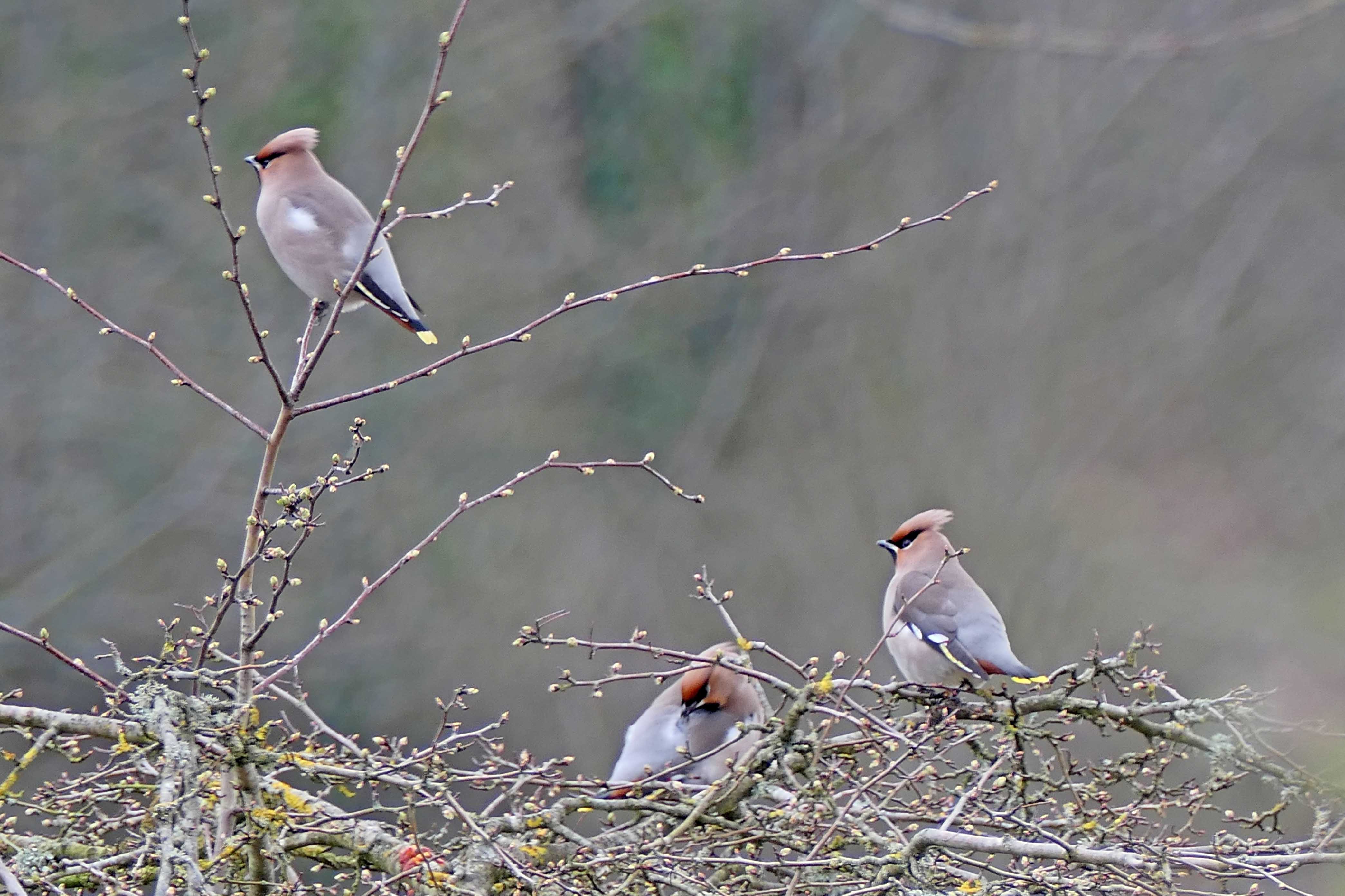 240309 waxwings (1)