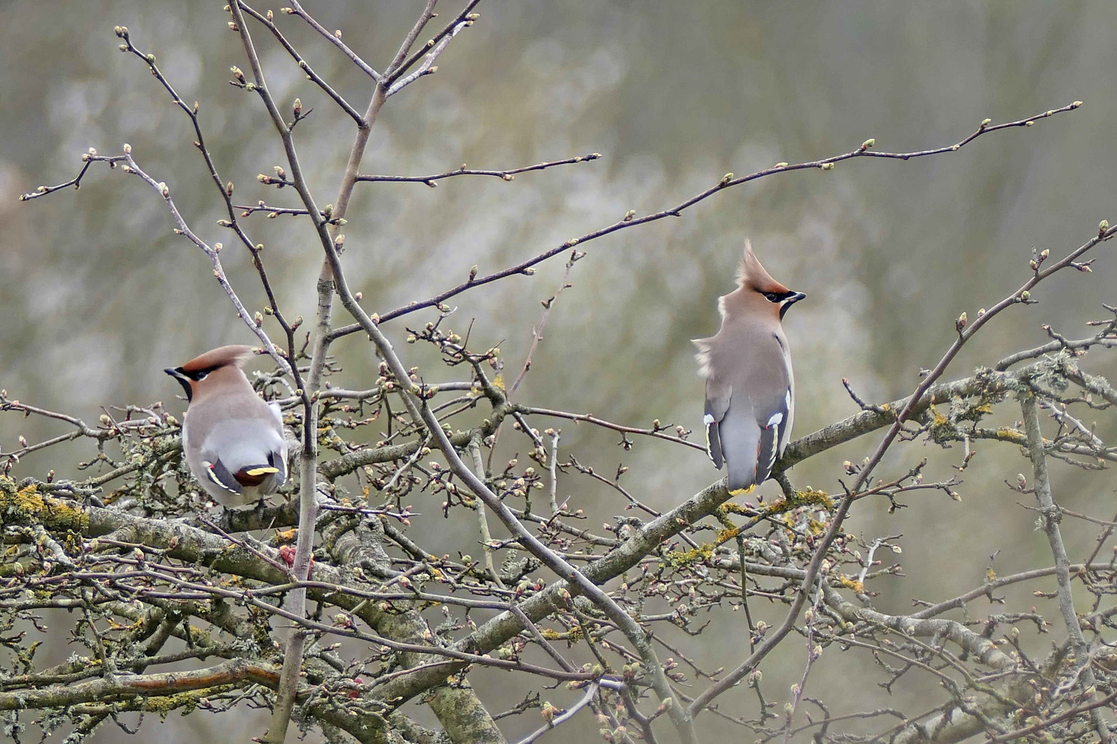 240309 waxwings (3)