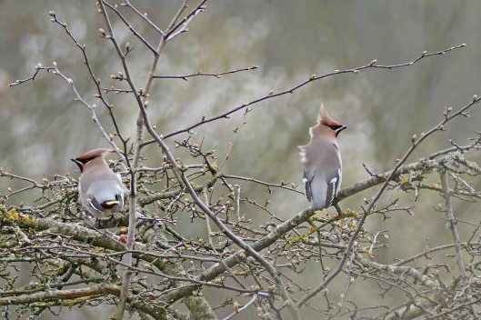 240309 waxwings (3)