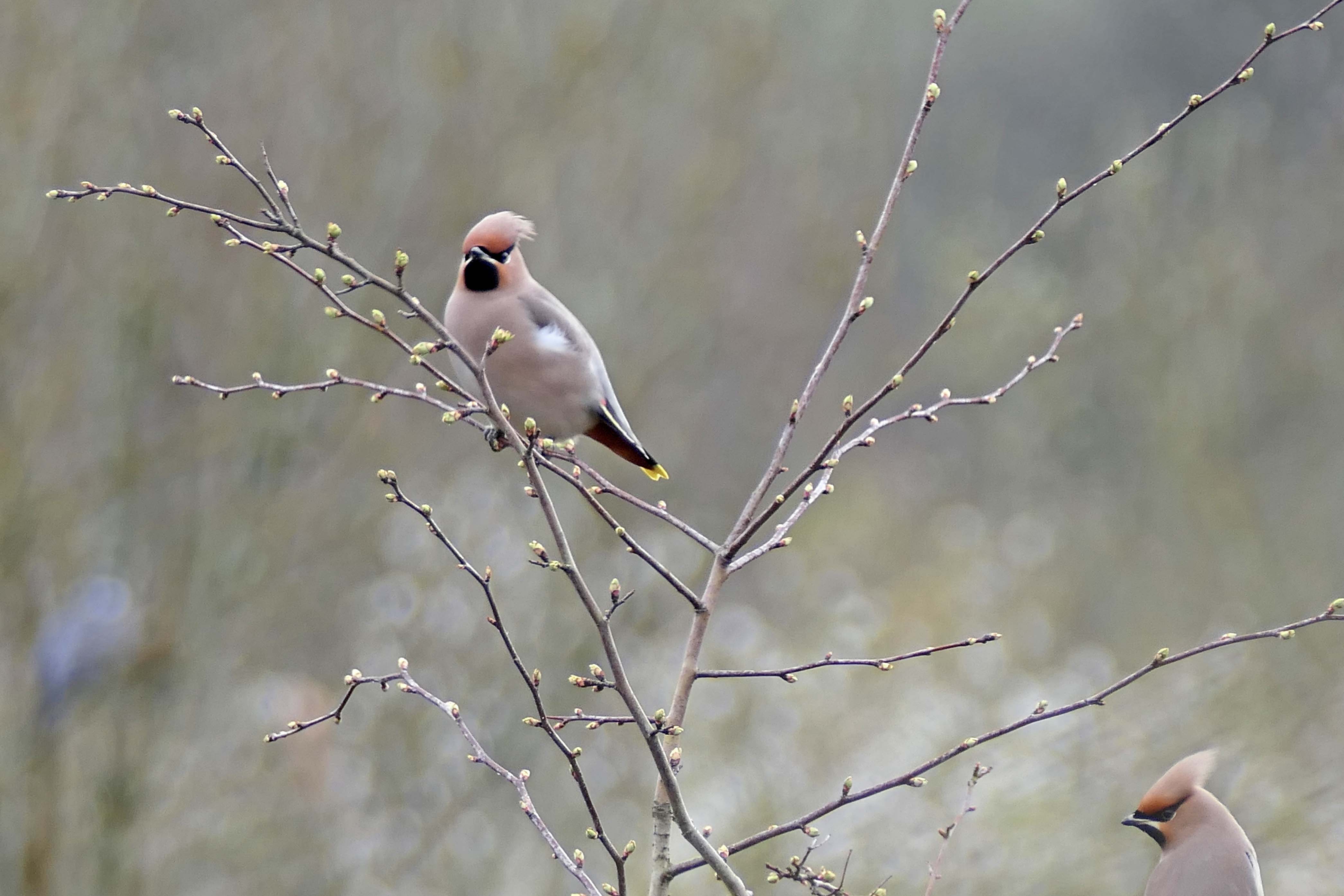 240309 waxwings (4)