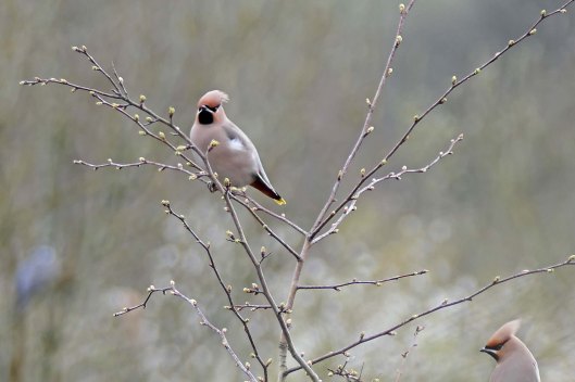 240309 waxwings (4)