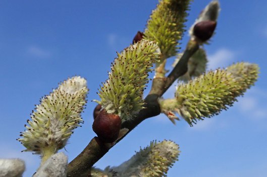 240310 willow catkins (1)