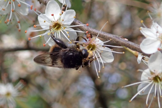 240311 Criorhina ranunculi
