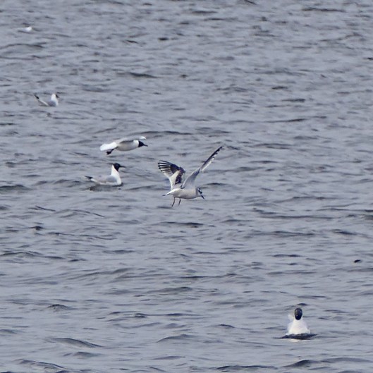 240312 little gull