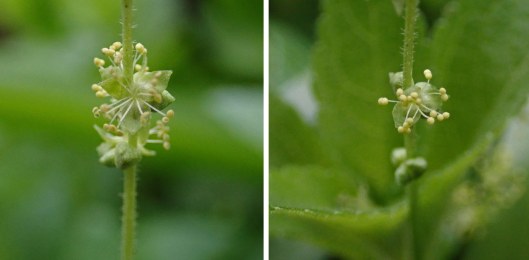 240317 dog's mercury