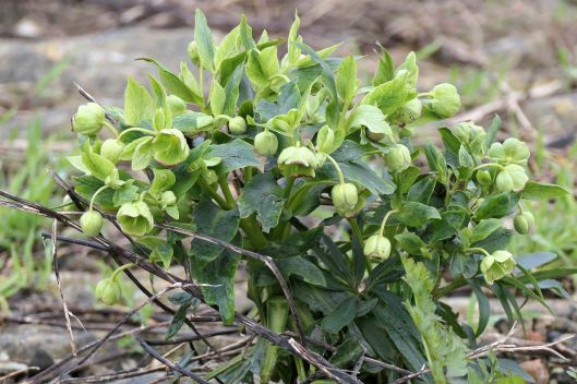 240317 stinking hellebore