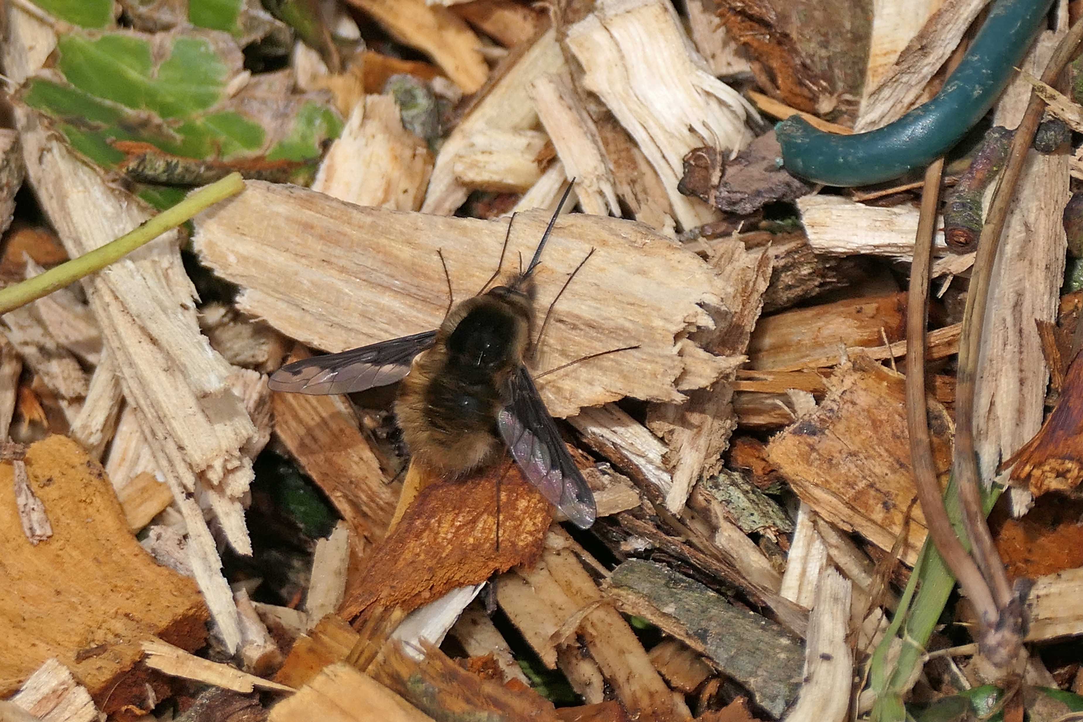240320 dark-edged bee-fly