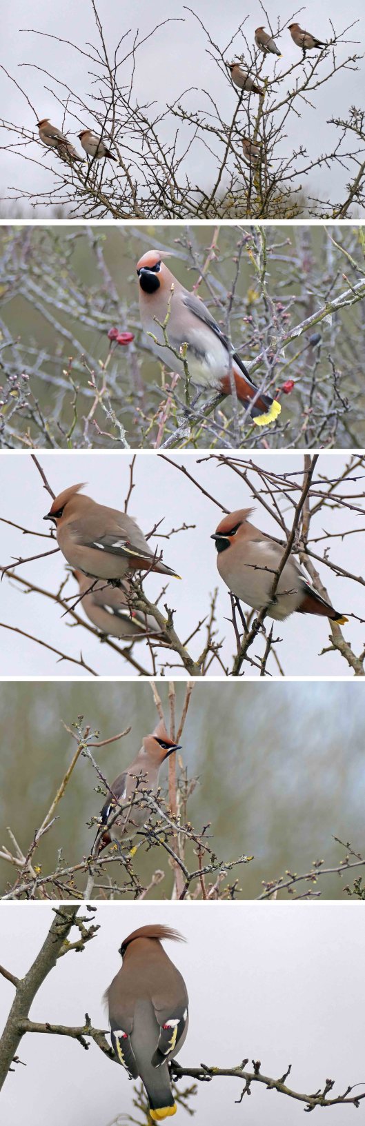 240322 cosmeston waxwings (1)