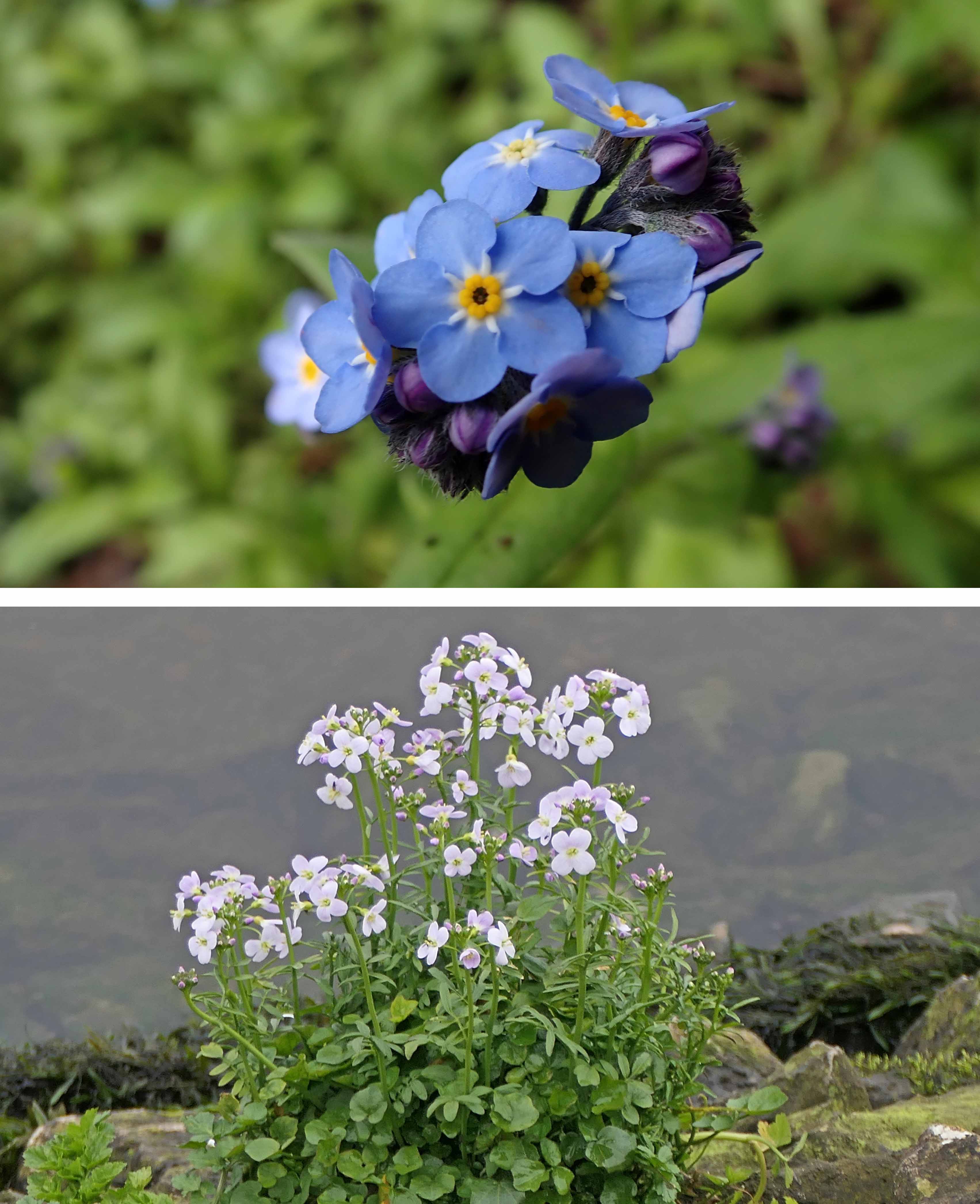 240323 wildflowers blue and pink