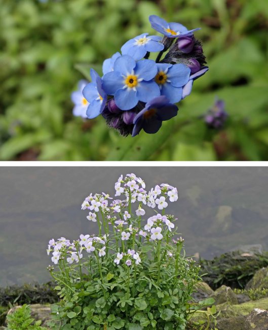 240323 wildflowers blue and pink