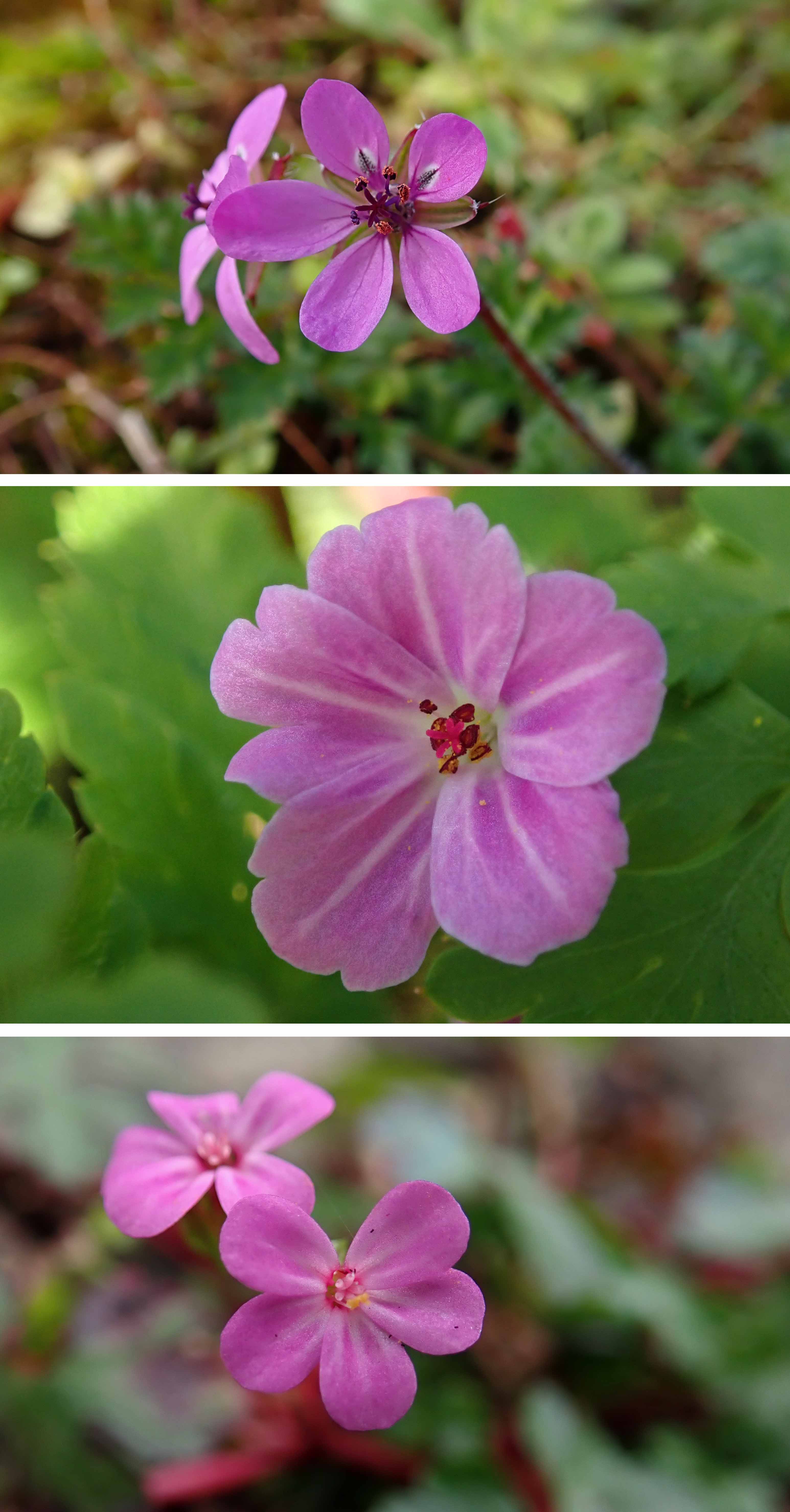 240323 wildflowers geraniums