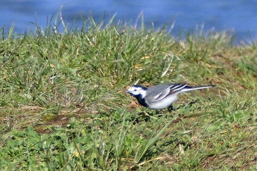 240330 white wagtail