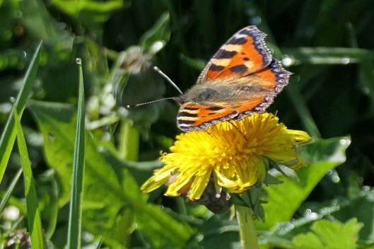 240403 small tortoiseshell