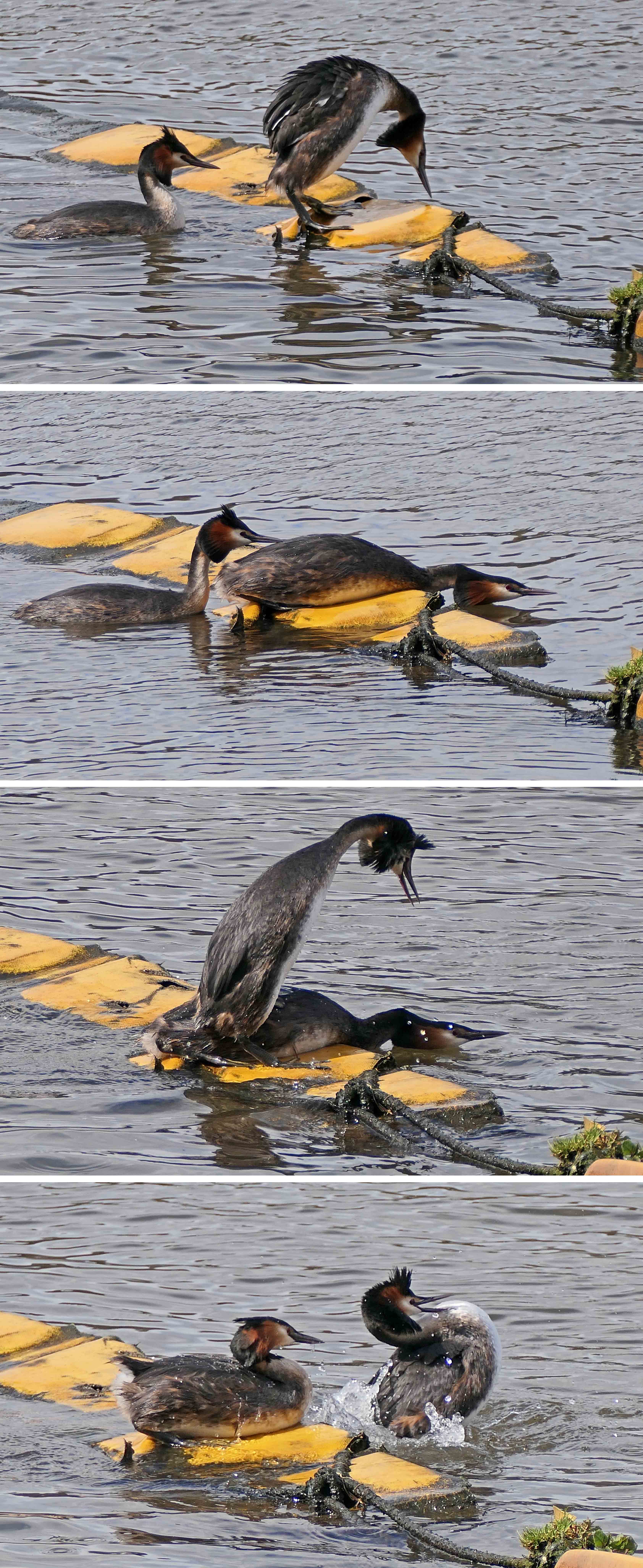 240404 great crested grebes mating (1)