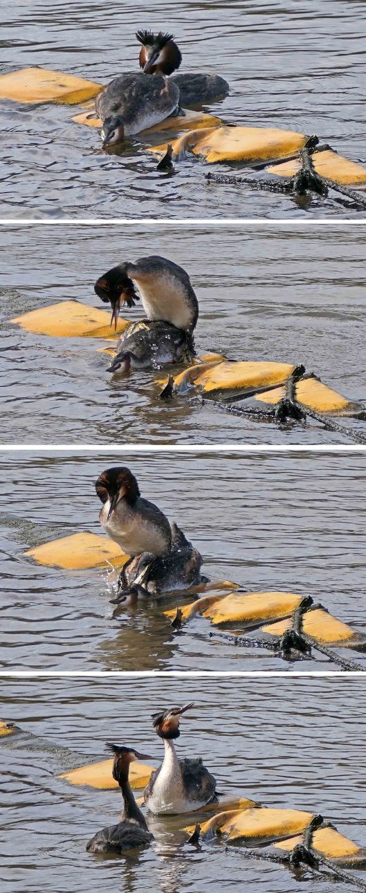 240404 great crested grebes mating (2)