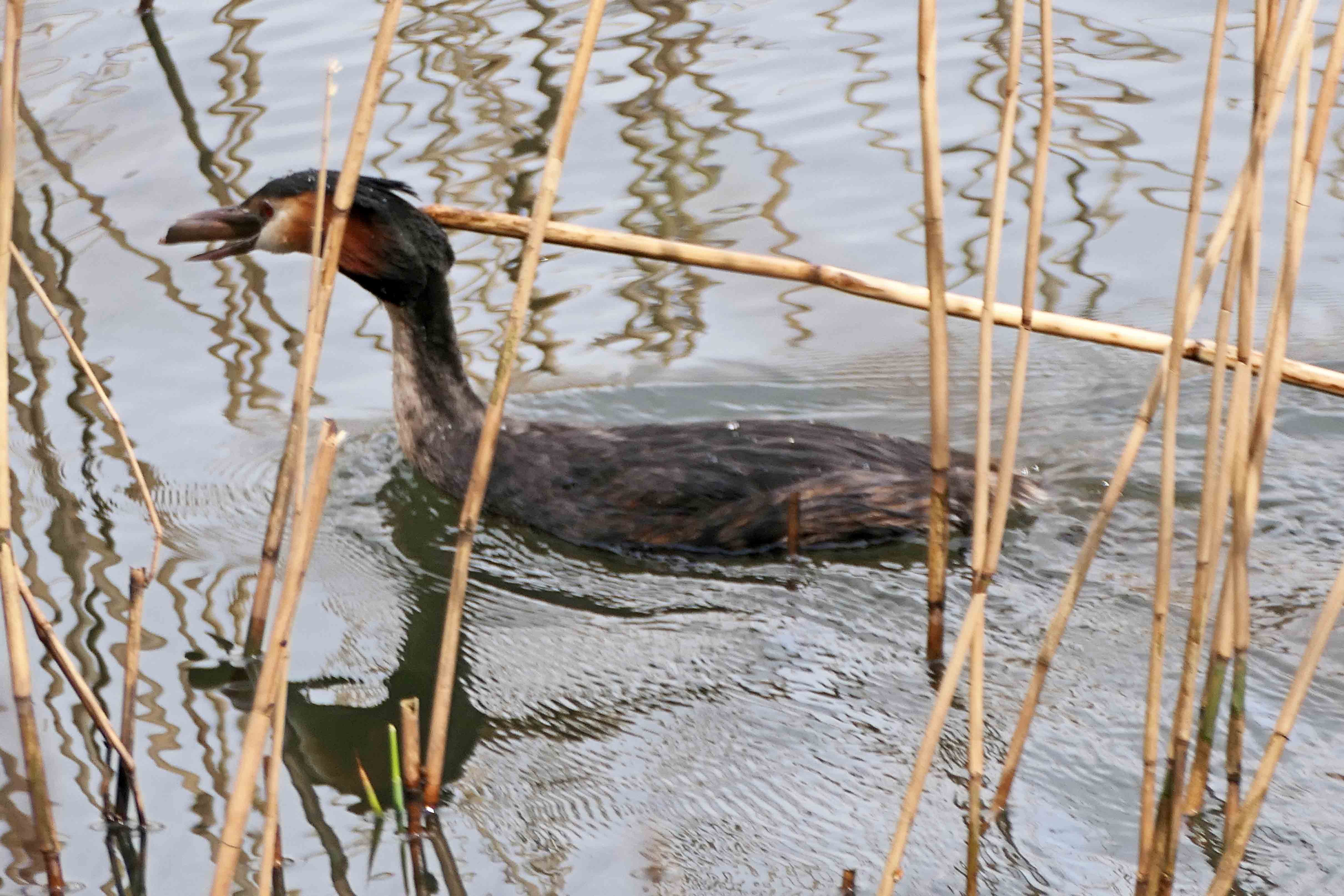 240405 nestbuilding GCG