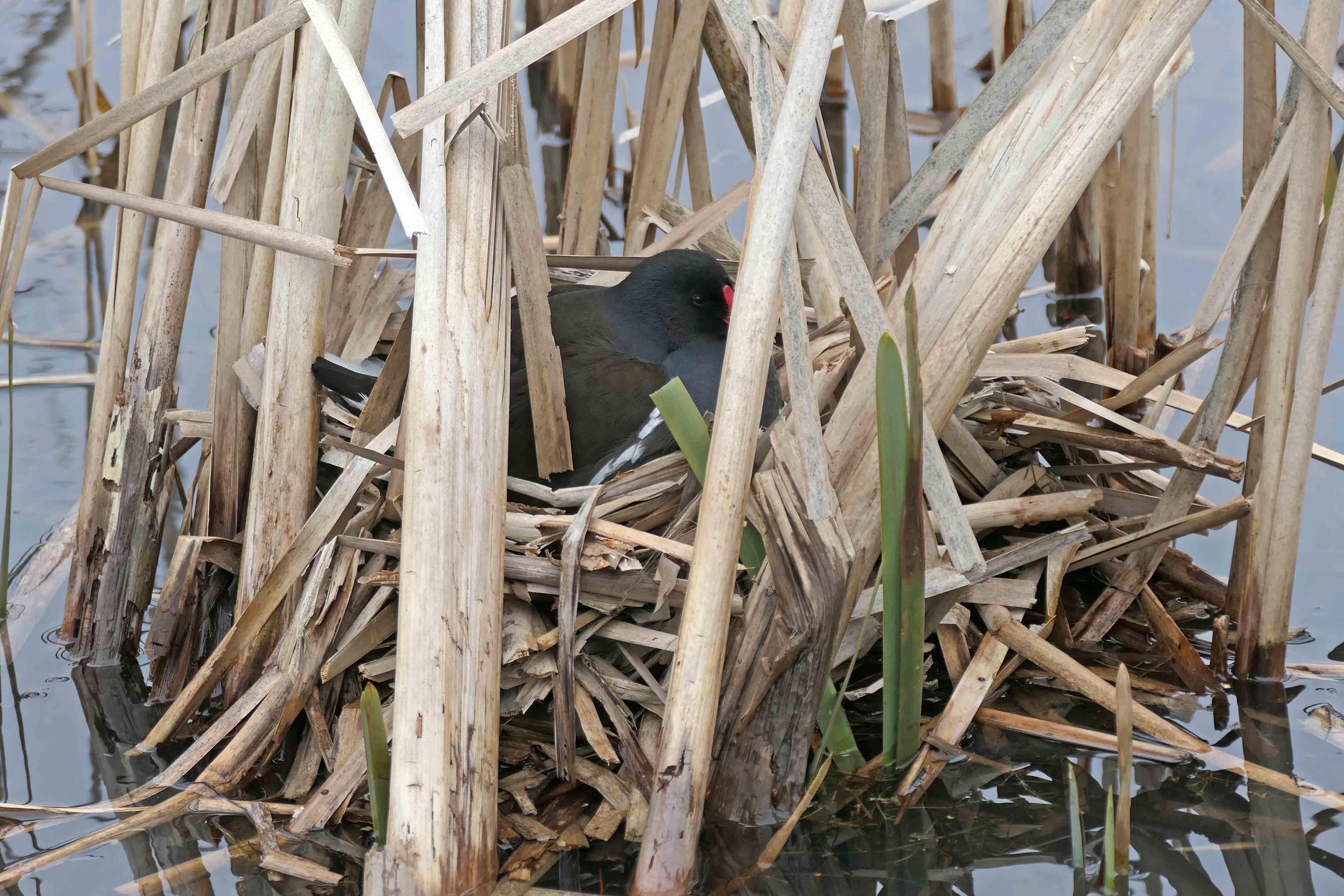 240405 nestbuilding moorhen