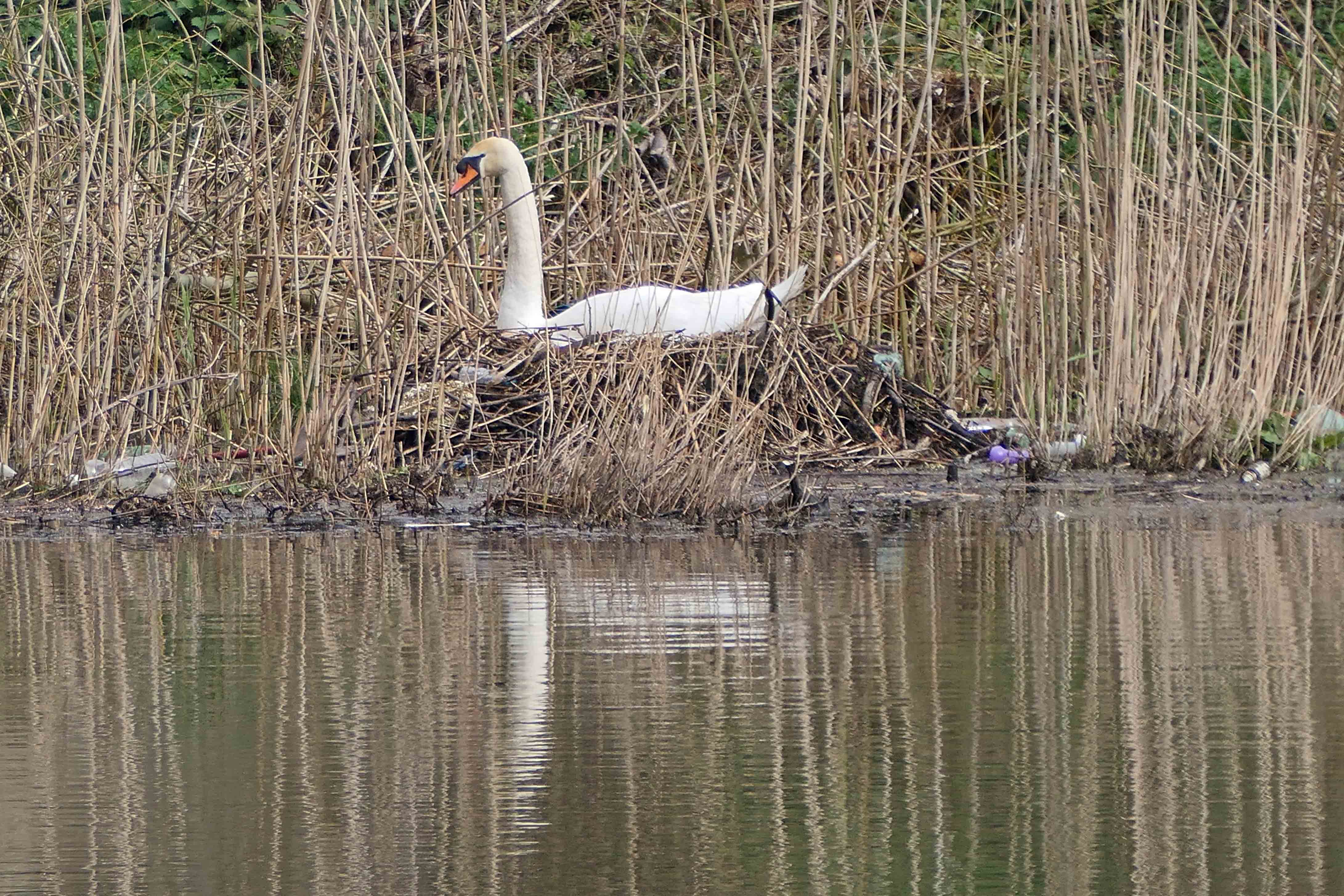 240405 nestbuilding swan